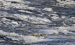 Goosander feeding at base of weir Dumfries Scotland winter Goosander feeding at base of weir Dumfries Scotland winter
