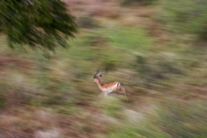 Grants Gazelle Nanger granti aerial view Masai Mara Kenya Grants Gazelle Nanger granti aerial view Masai Mara Kenya