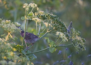 Images Dated 1st June 2009: Grasshopper Warbler Locustella naevia Cley Norfolk June