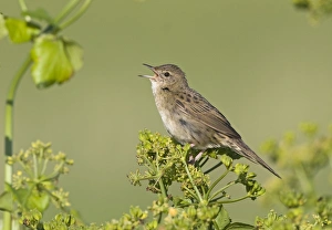 Images Dated 1st June 2009: Grasshopper Warbler Locustella naevia reeling Cley Norfolk June