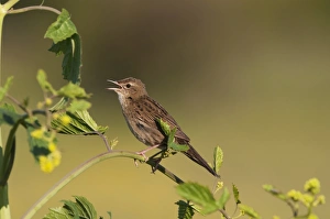 Images Dated 1st June 2009: Grasshopper Warbler Locustella naevia in song Norfolk May