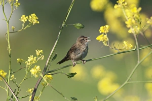 Images Dated 1st June 2009: Grasshopper Warbler Locustella naevia in song Norfolk May