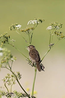 Images Dated 1st June 2009: Grasshopper Warbler Locustella naevia in song Norfolk May
