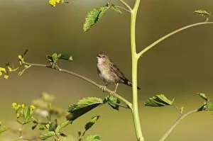 Images Dated 1st June 2009: Grasshopper Warbler Locustella naevia in song Norfolk May