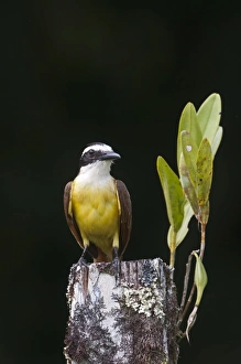 Great Kiskadee Pitangus sulphuratus La Selva Costa Rica Great Kiskadee Pitangus sulphuratus La Selva Costa Rica