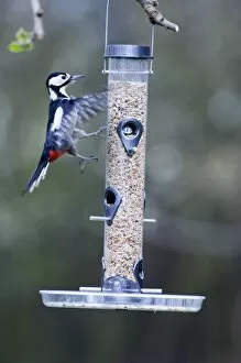 Images Dated 19th April 2006: Great Spotted Woodpecker Dendrocopos major attempting to land on seed feeder in