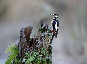 Images Dated 2nd December 2012: Great spotted Woodpecker Dendrocopos major Norfolk November