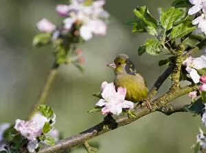 Images Dated 13th May 2006: Greenfinch Carduelis chloris amongst apple blossom Kent May