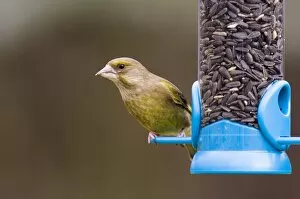 Images Dated 28th February 2006: Greenfinch on feeder in garden Kent UK