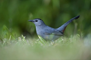 Grey Catbird Dumetella carolinensis Florida USA Grey Catbird Dumetella carolinensis Florida USA