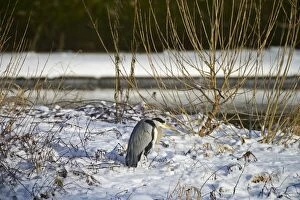 Images Dated 19th December 2010: Grey Heron Ardea cinerea standing on snowy river bank Dumfries Scotland winter