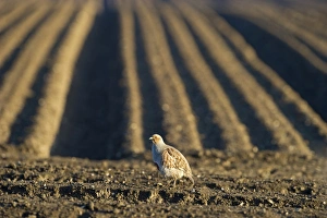 Grey Partridge Perdix perdix male on farmland Norfolk April Grey Partridge Perdix perdix male on farmland Norfolk April