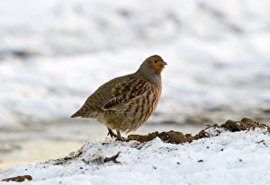 Grey Partridge Perdix perdix in snow Norfolk December Grey Partridge Perdix perdix in snow Norfolk December