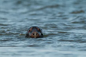 Grey Seal Halichoerus grypus Blakeney Point Norfolk autumn Grey Seal Halichoerus grypus Blakeney Point Norfolk autumn