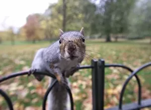 Images Dated 23rd November 2009: Grey Squirrel St James Park London
