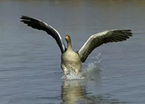 Images Dated 14th January 2005: Greylag Goose Anser anser coming in to land, UK