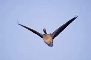 Images Dated 8th February 2006: Greylag Goose Anser anser winter Scotland