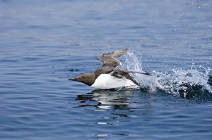 Guilemot Uria aalge taking off from water UK summer Guilemot Uria aalge taking off from water UK summer