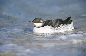 Guilemot Uria aalge winter adult Fair Isle October Guilemot Uria aalge winter adult Fair Isle October