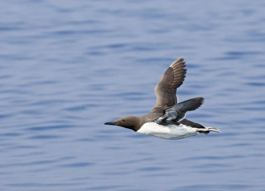 Guillemot Uria aalge Inner Farne Farne Islands Northumberland spring Guillemot Uria aalge Inner Farne Farne Islands Northumberland spring