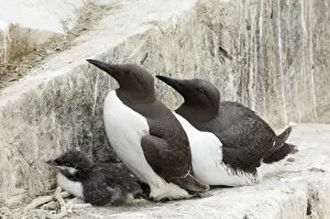Images Dated 4th July 2006: Guillemot Uria aalge pair with chick in breeding colony Inner Farne Farne Islands