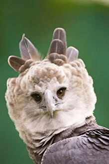 Central America Collection: Harpy Eagle from Peregrine Fund re-introduction programme Panama