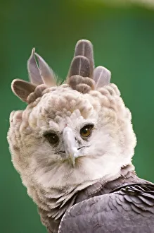 Panama Gallery: Harpy Eagle from Peregrine Fund re-introduction programme Panama