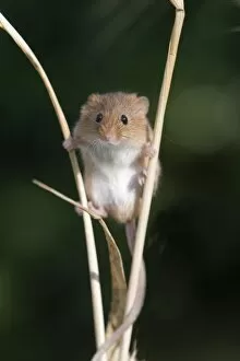 Images Dated 29th June 2009: Harvest Mouse Micromys minutus on Barley Norfolk July