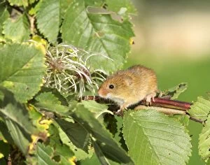 Images Dated 23rd November 2009: Harvest Mouse Micromys minutus on honesysuckle autumn UK