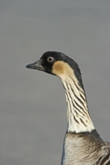 Hawaian Goose (Nene) Branta sandvinencis captive Hawaian Goose (Nene) Branta sandvinencis captive
