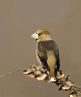 Images Dated 10th January 2005: Hawfinch Coccothraustes coccothrautes winter UK