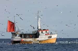 Herring Gulls Larus argentatus around fishing trawler off the northern tip of Arctic