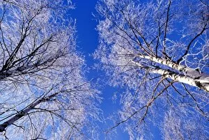 Images Dated 20th July 2009: Hoar frost on birch trees, Strathspey, Scotland, winter