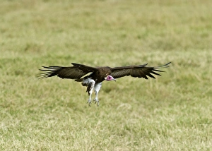 Hooded Vulture Necrosyrtes monachus Masai Mara Kenya Hooded Vulture Necrosyrtes monachus Masai Mara Kenya