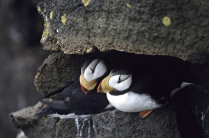Horned Puffins, pair St Paul Pribilof Islands, Bering Sea Alaska August Horned Puffins, pair St Paul Pribilof Islands, Bering Sea Alaska August