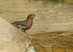 House Finch Carpodacus mexicanus male San Diego California House Finch Carpodacus mexicanus male San Diego California