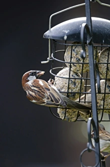 House Sparrow Passer domesticus on fat feeder in garden Norfolk House Sparrow Passer domesticus on fat feeder in garden Norfolk