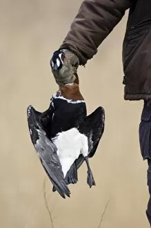 Images Dated 5th February 2006: Hunter with illegally shot Red-breasted Goose (Branta ruficollis) Bulgaria winter