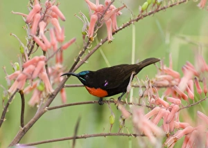 Hunters Sunbird Nectarinia hunteri male Baringo Kenya July Hunters Sunbird Nectarinia hunteri male Baringo Kenya July
