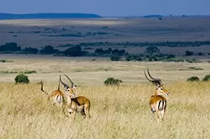 Images Dated 23rd July 2005: Impala Masai Mara Kenya