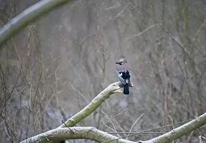 Images Dated 5th January 2010: Jay Garrulus glandarius in woodland in snow Norfolk January