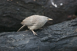Jungle Babbler Turdoides striata Bharatpur India February Jungle Babbler Turdoides striata Bharatpur India February
