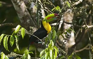 Images Dated 28th March 2010: Keel-billed Toucan Ramphastos sulfuratus La Selva Costa Rica