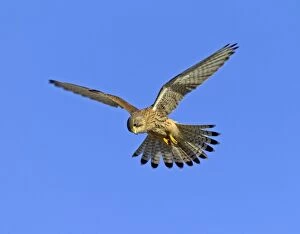 Images Dated 2nd February 2005: Kestrel Falco tunnunculus female hunting Northumberland UK winter