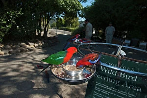 Images Dated 1st October 2009: King Parrot and Crimson Rosella at O Reillys feeding station in Lamington NP Queensland