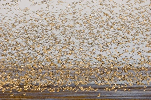 Images Dated 10th September 2006: Knot Calidris canutus at Snettisham RSPB Reserve in the Wash North Norfolk September