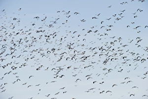 Lapwing Vanellus vanellus flock Slimbridge Glos winter Lapwing Vanellus vanellus flock Slimbridge Glos winter