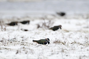 Lapwing Vanellus vanellus in snow in winter Norfolk Lapwing Vanellus vanellus in snow in winter Norfolk