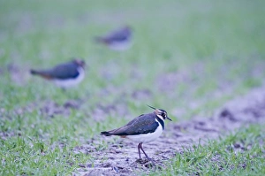 Lapwing Vanellus vanellus on winter wheat Norfolk Lapwing Vanellus vanellus on winter wheat Norfolk