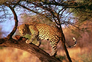 Leopard Cat Gallery: Leopard, S.Africa
